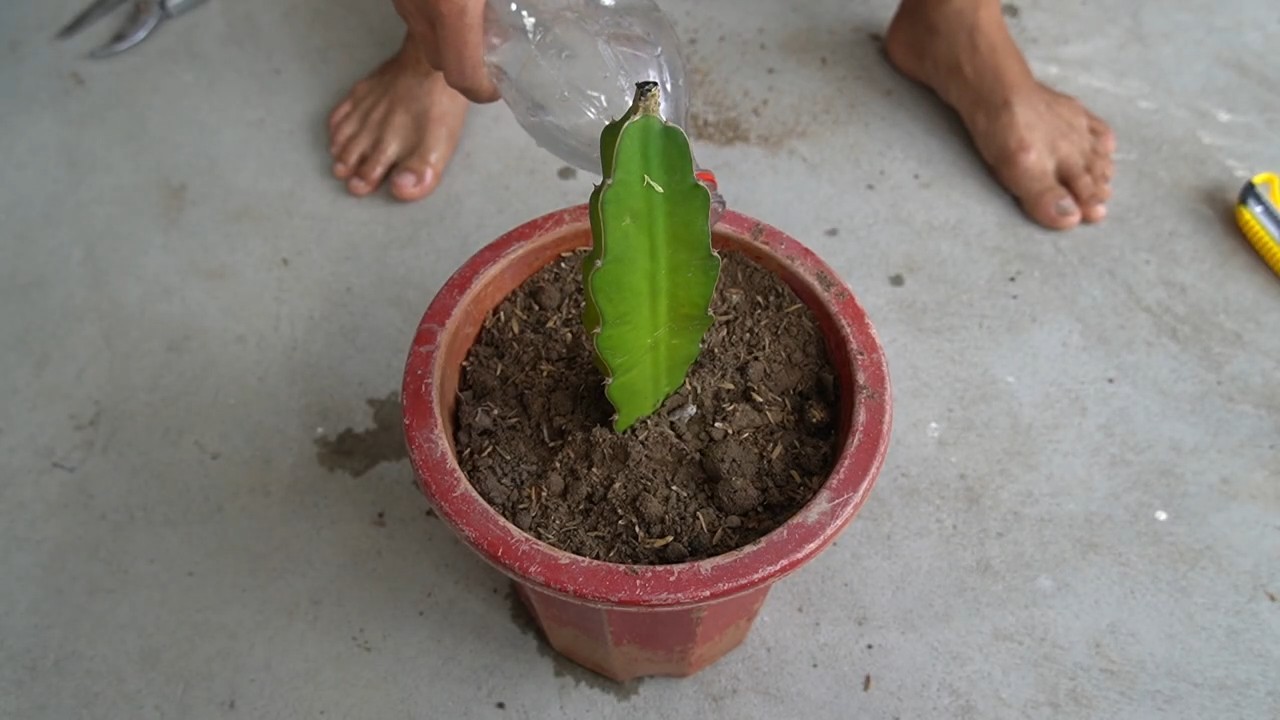 Growing Dragon Fruit Branches