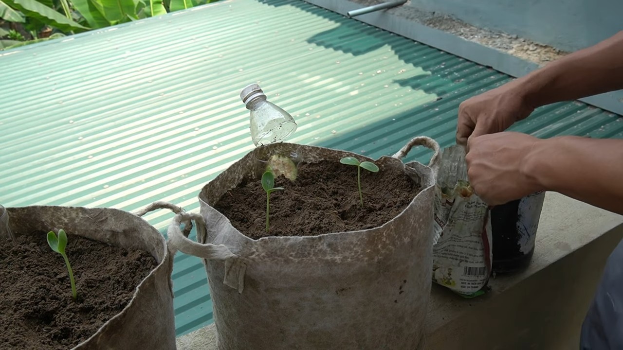 Growing Watermelons in Containers