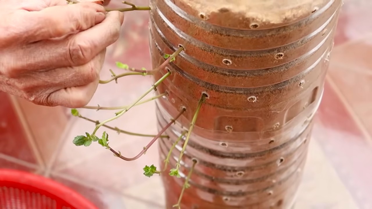 Fresh Herbs Daily DIY