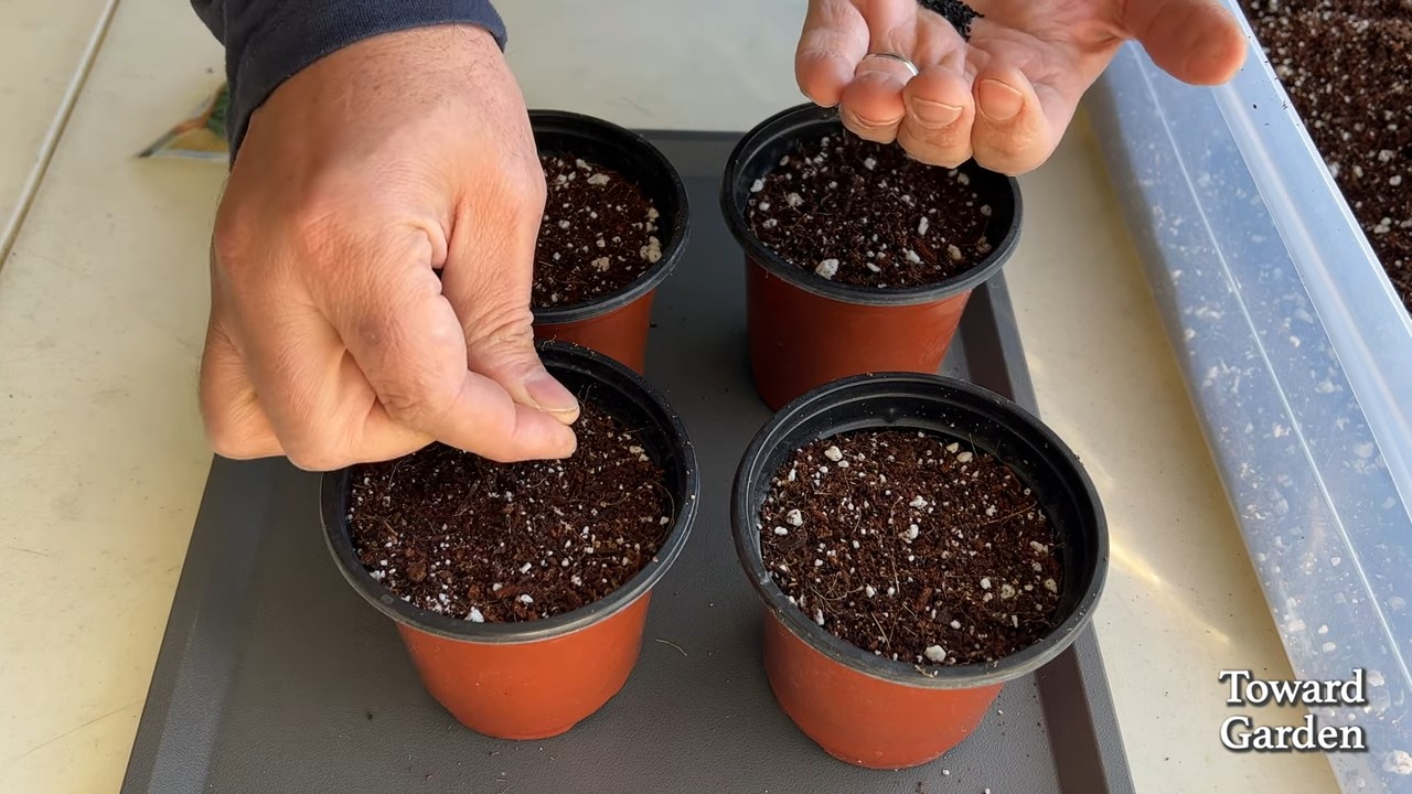 Grow Chives in Kitchen