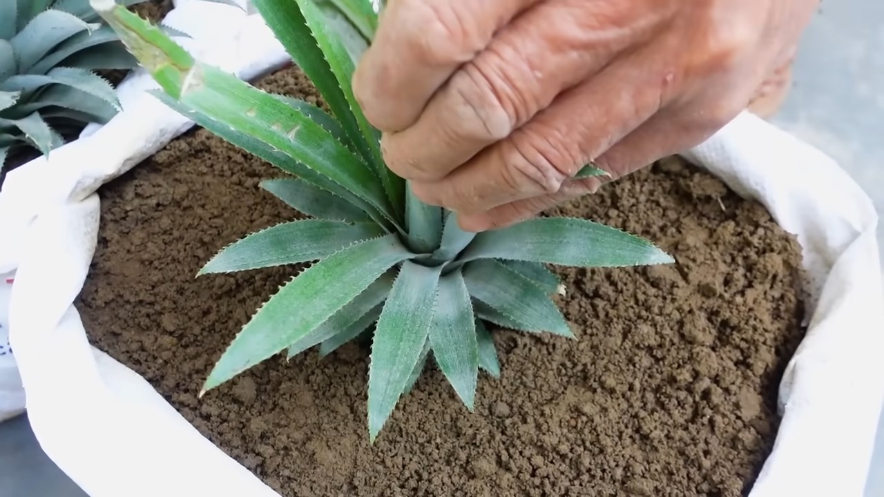 Growing Pineapples at Home