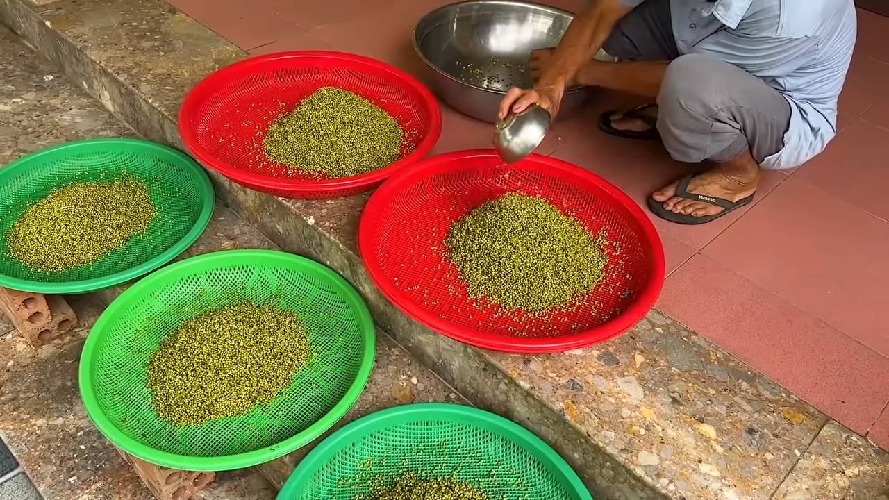 Harvest bean sprouts