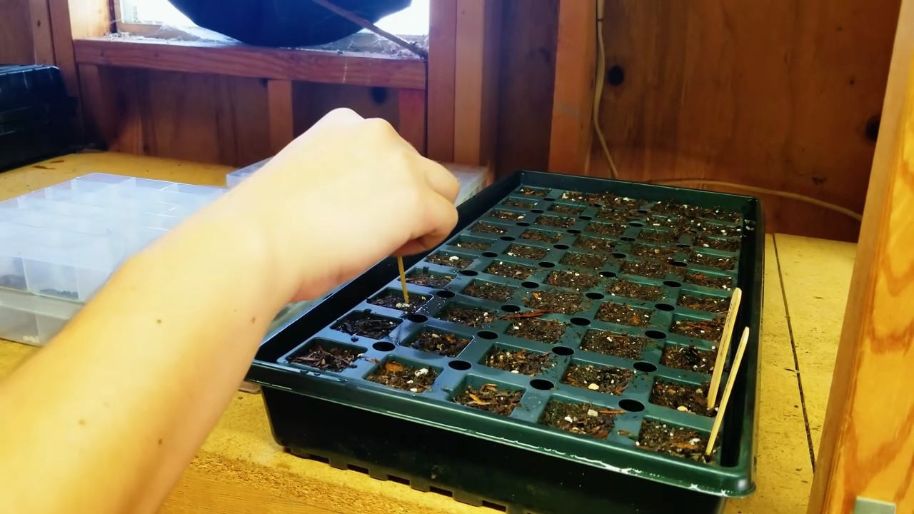 Growing Artichokes at Home