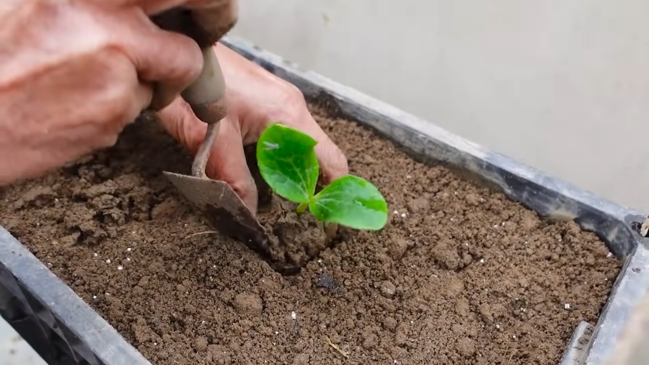 Grow Zucchini at Home