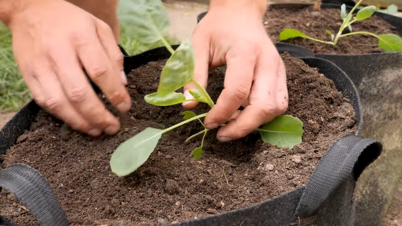 Growing Brussels Sprouts Beginners