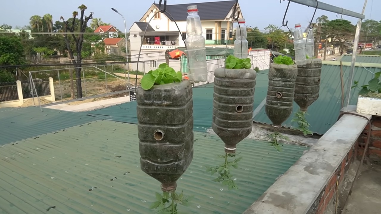 Hanging garden for lettuce tomatoes