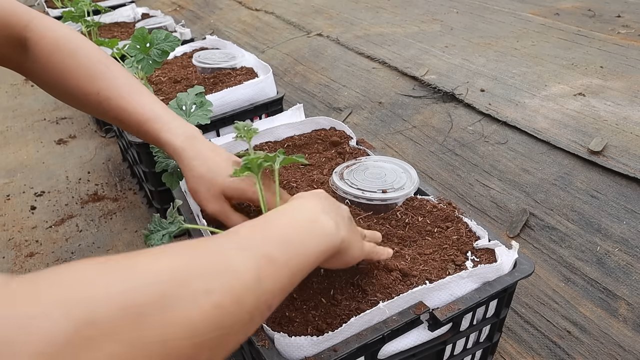 Grow watermelons indoors
