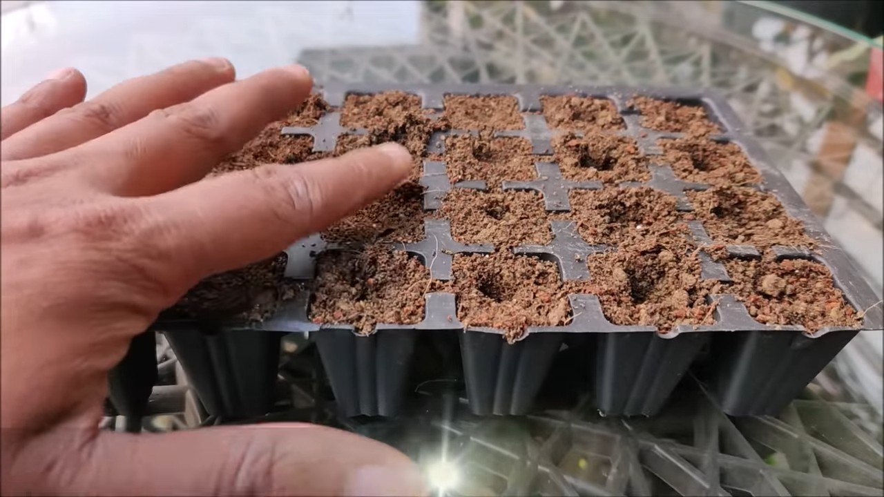 Grow celery at home
