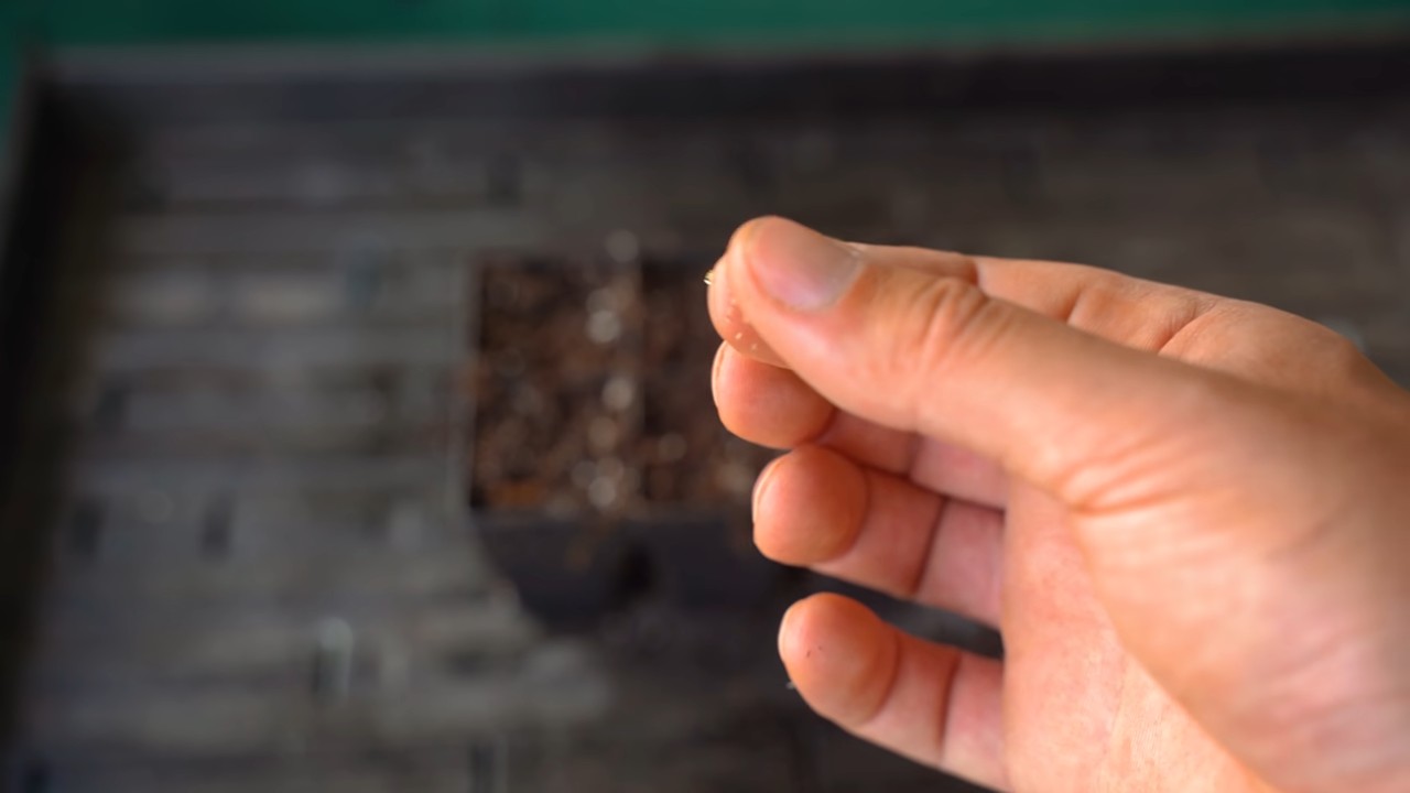 Growing Chamomile at Home