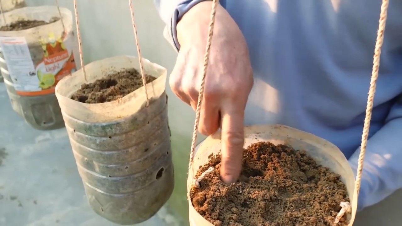 Grow carrots at home