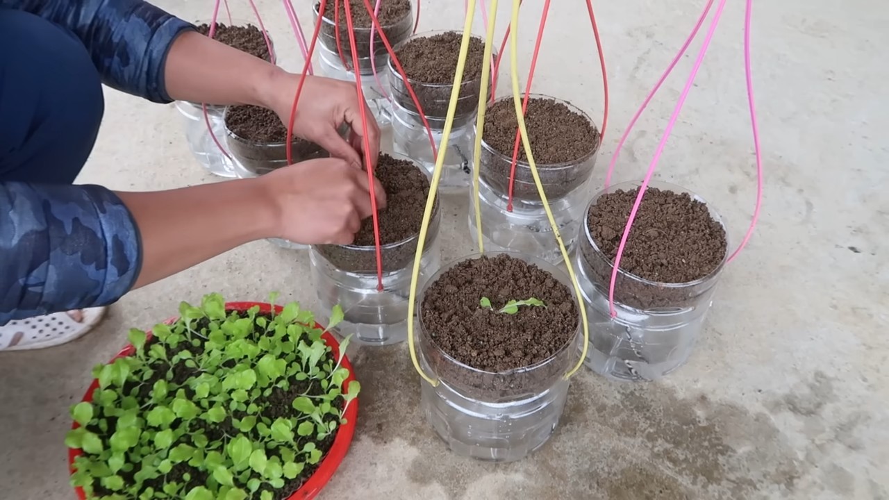 Waterless lettuce hanging garden