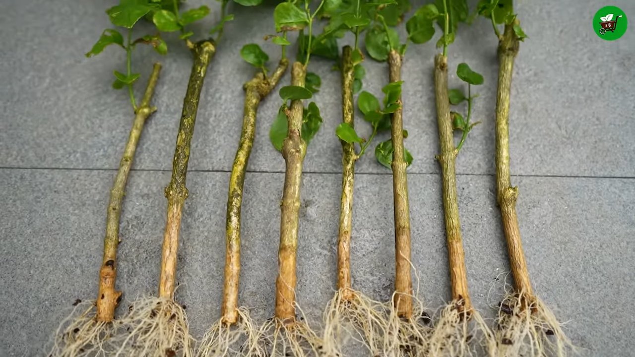 Propagate Mogra Jasmine Cuttings