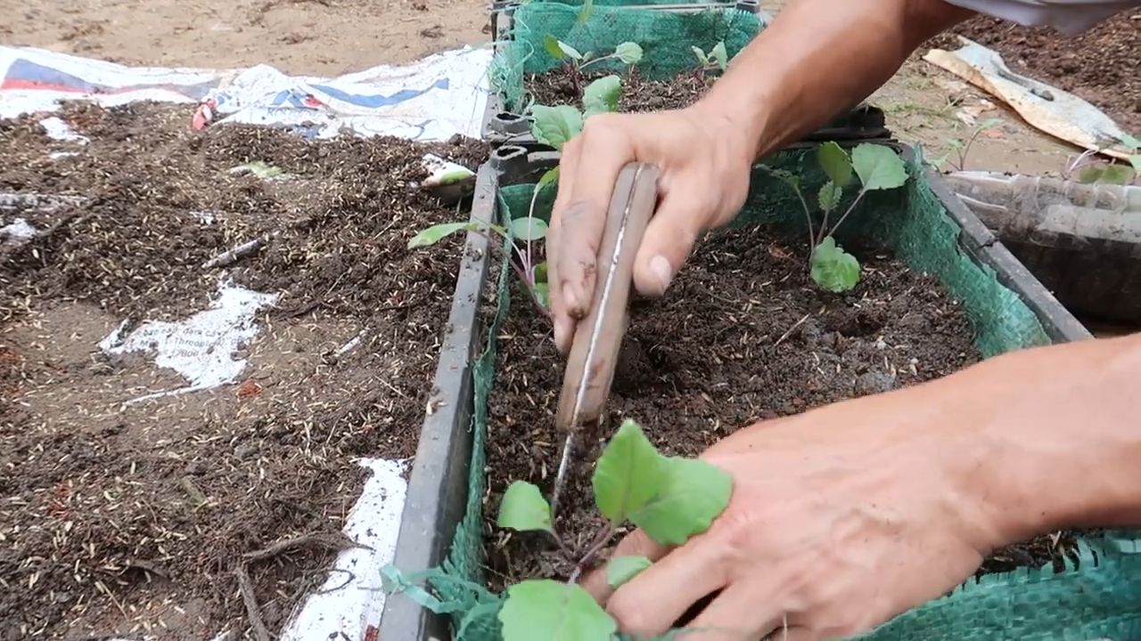 Grow Purple Kohlrabi Easily