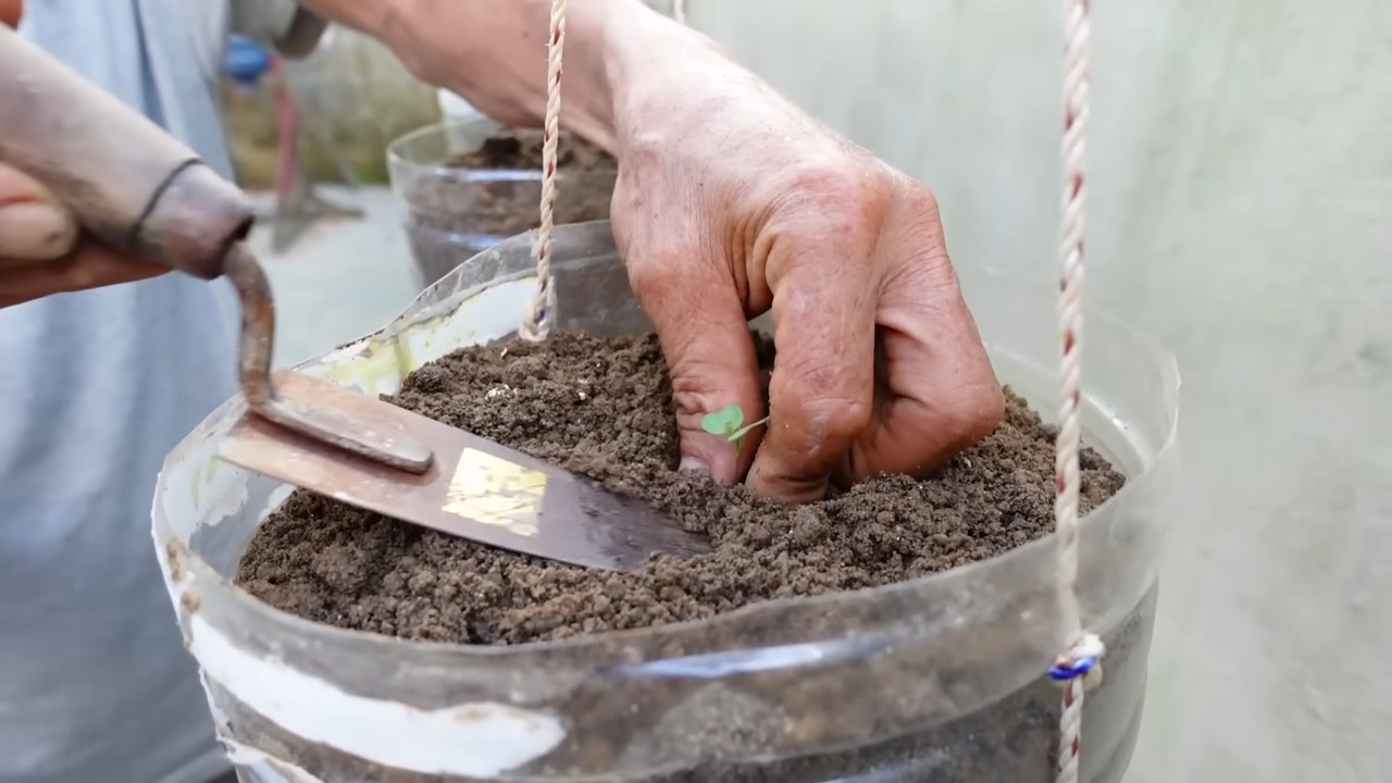 Growing Cabbage in Bottles