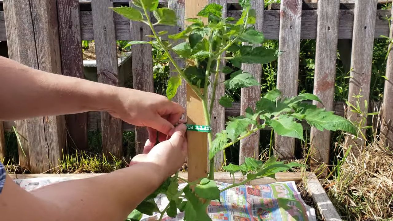 Growing Roma Tomatoes