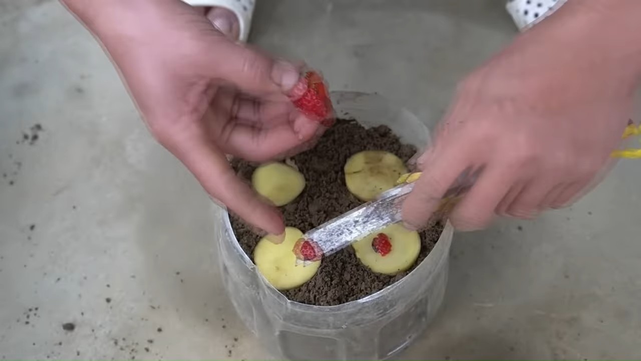 Strawberry plastic bottle gardening