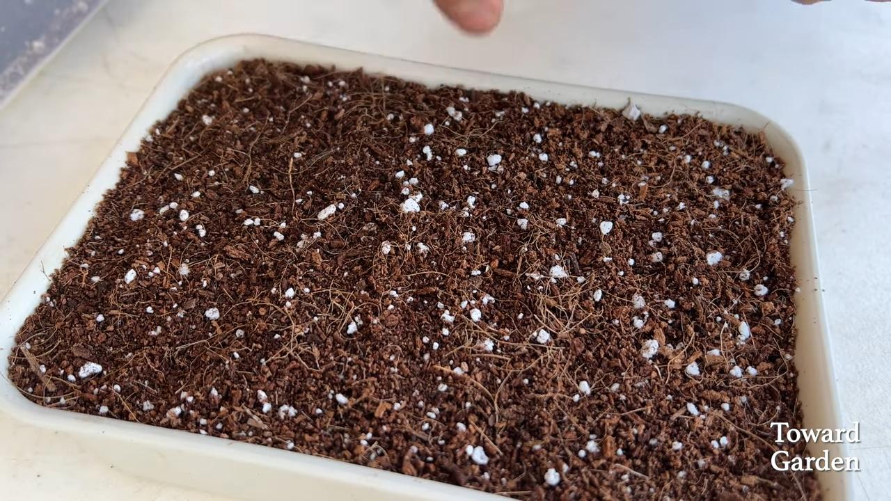 Grow Oregano at Home