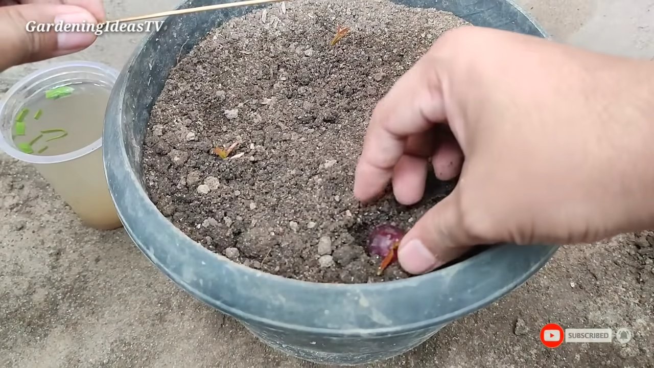 Growing grapevines from grapes
