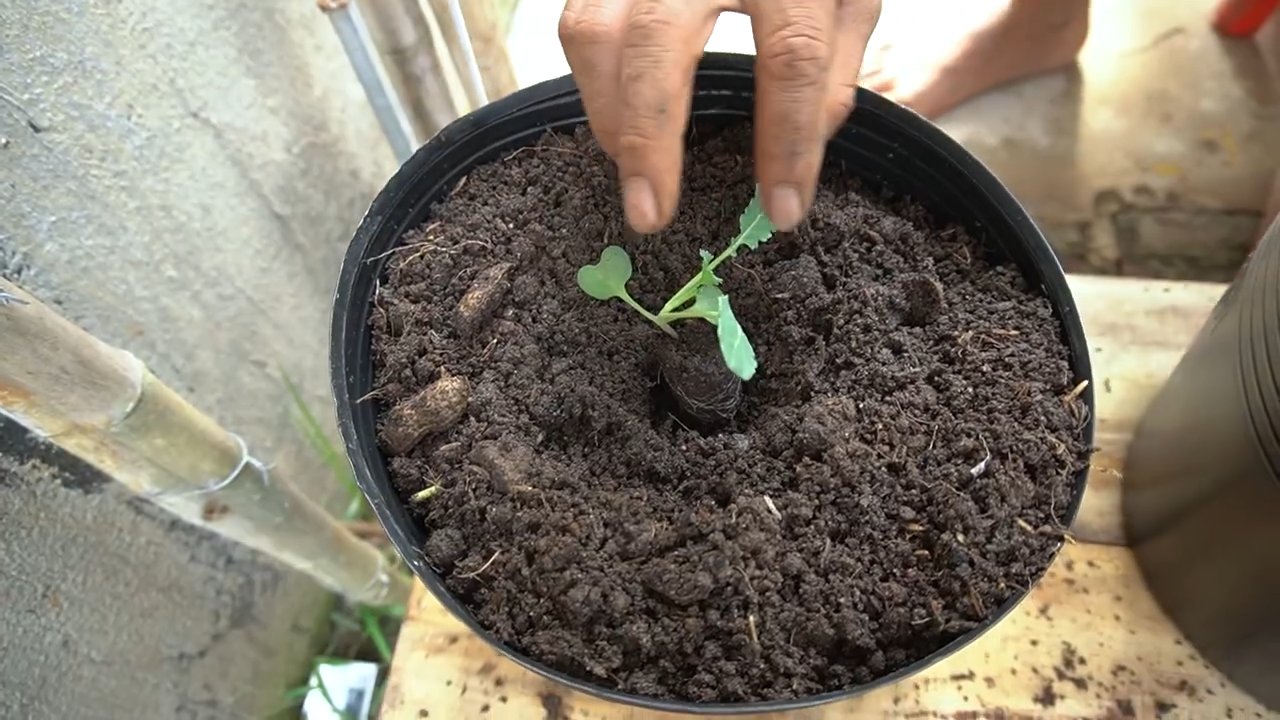Growing Cauliflower at Home