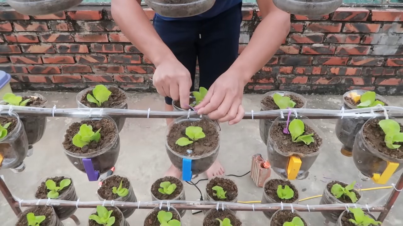 DIY lettuce drip system