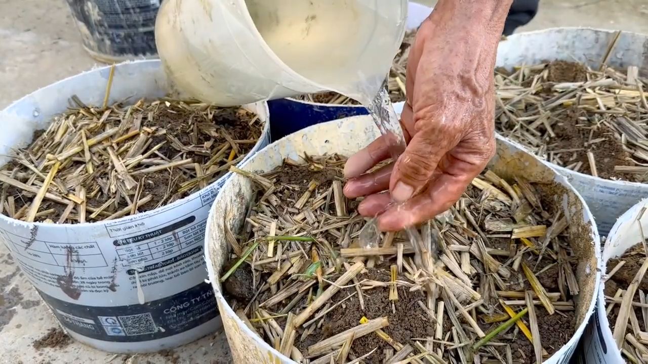 Growing Potatoes Easy DIY