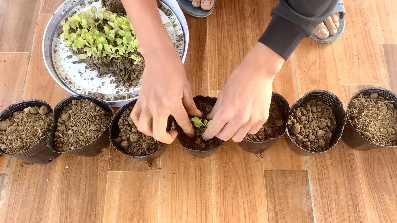 Grow Lettuce Indoors Beginner