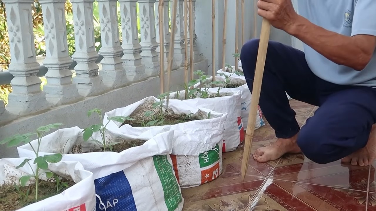 Grow watermelons early season