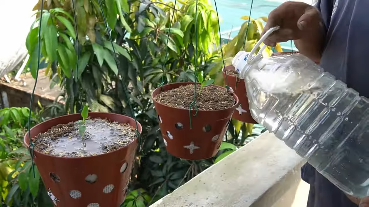 Balcony pepper growing tips