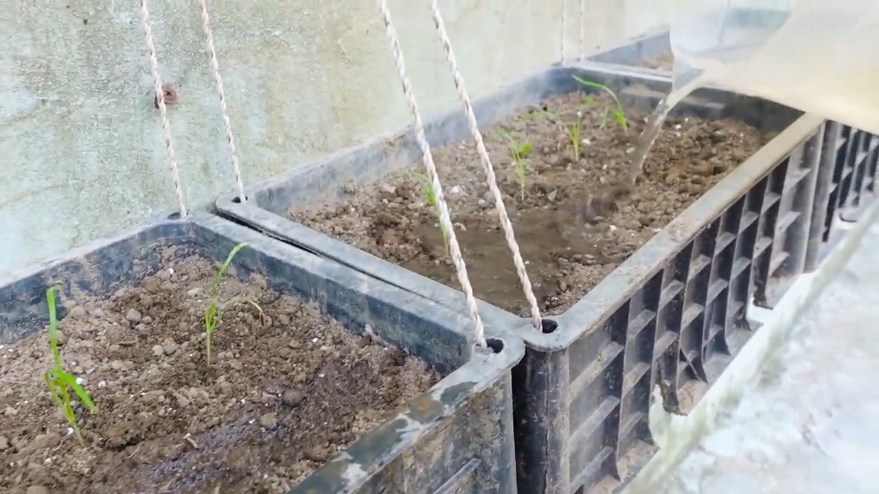 Grow Dill Indoors