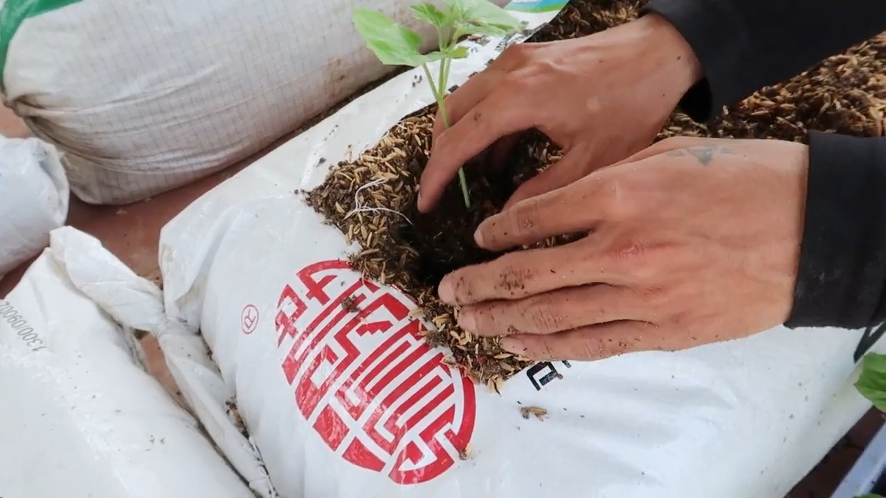 Sack Growing Bitter Melon