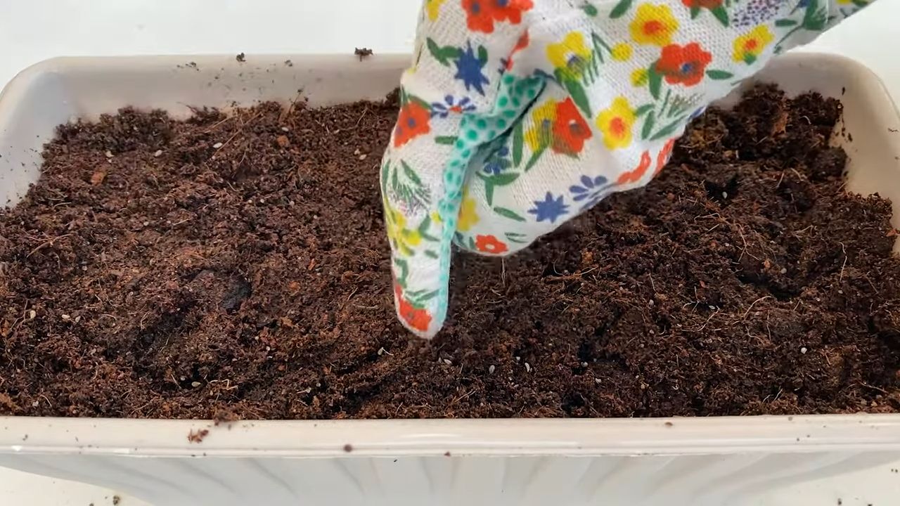Grow Parsley Kitchen Garden