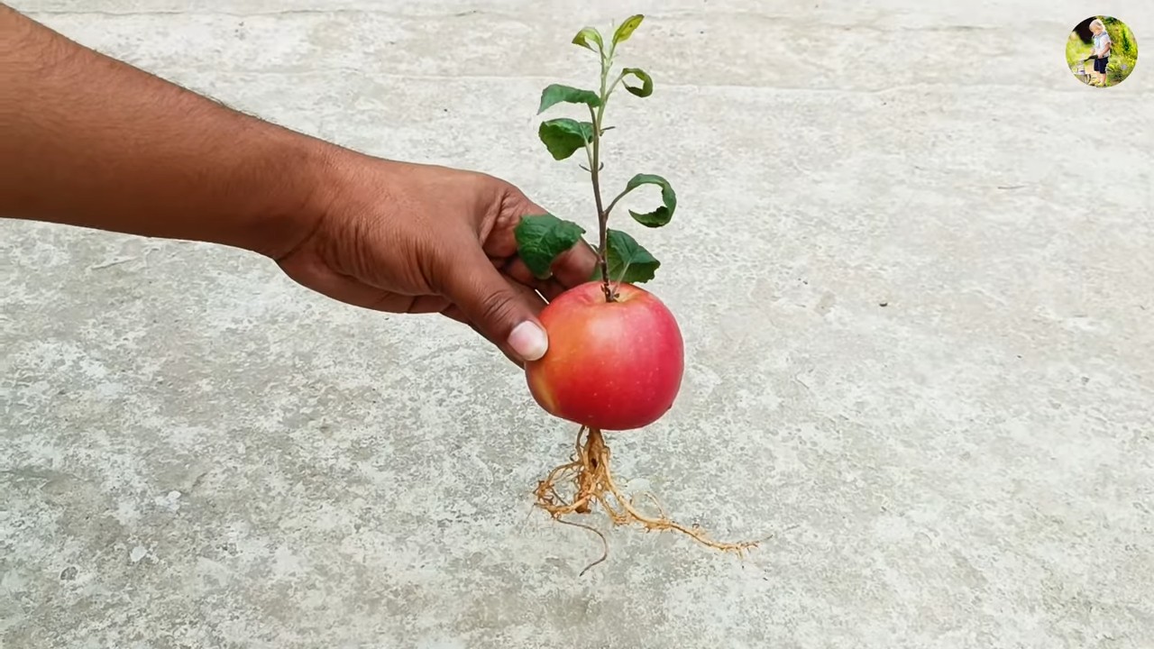 Growing Apples Indoors