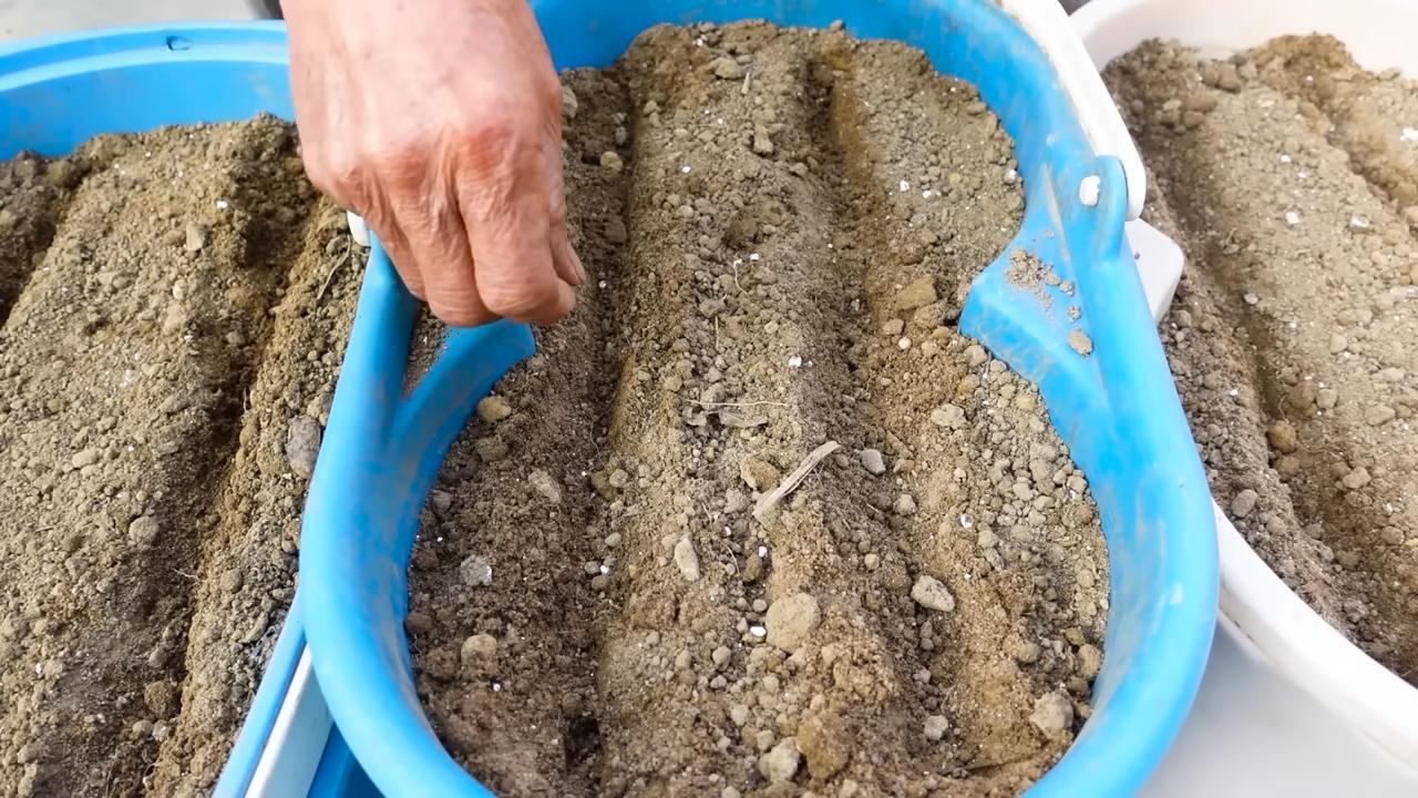 Growing Carrots Kitchen Garden