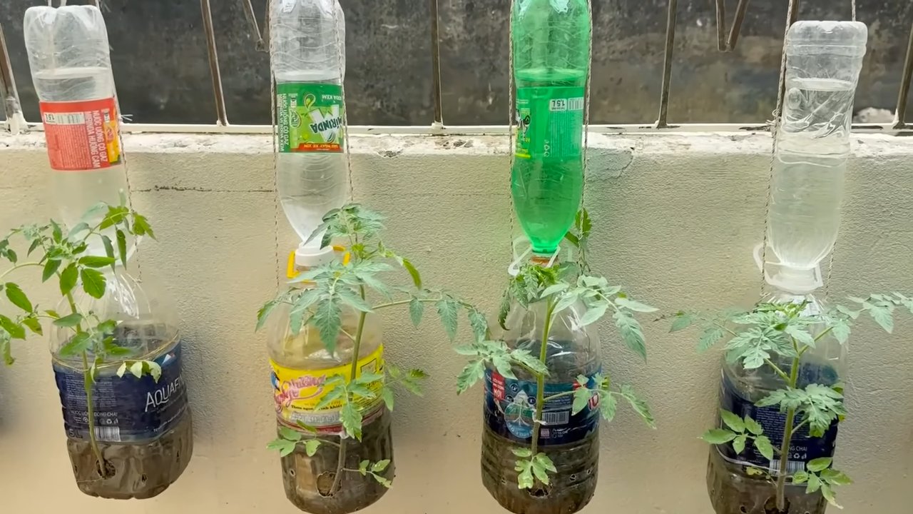 Waterwise Tomato Growing