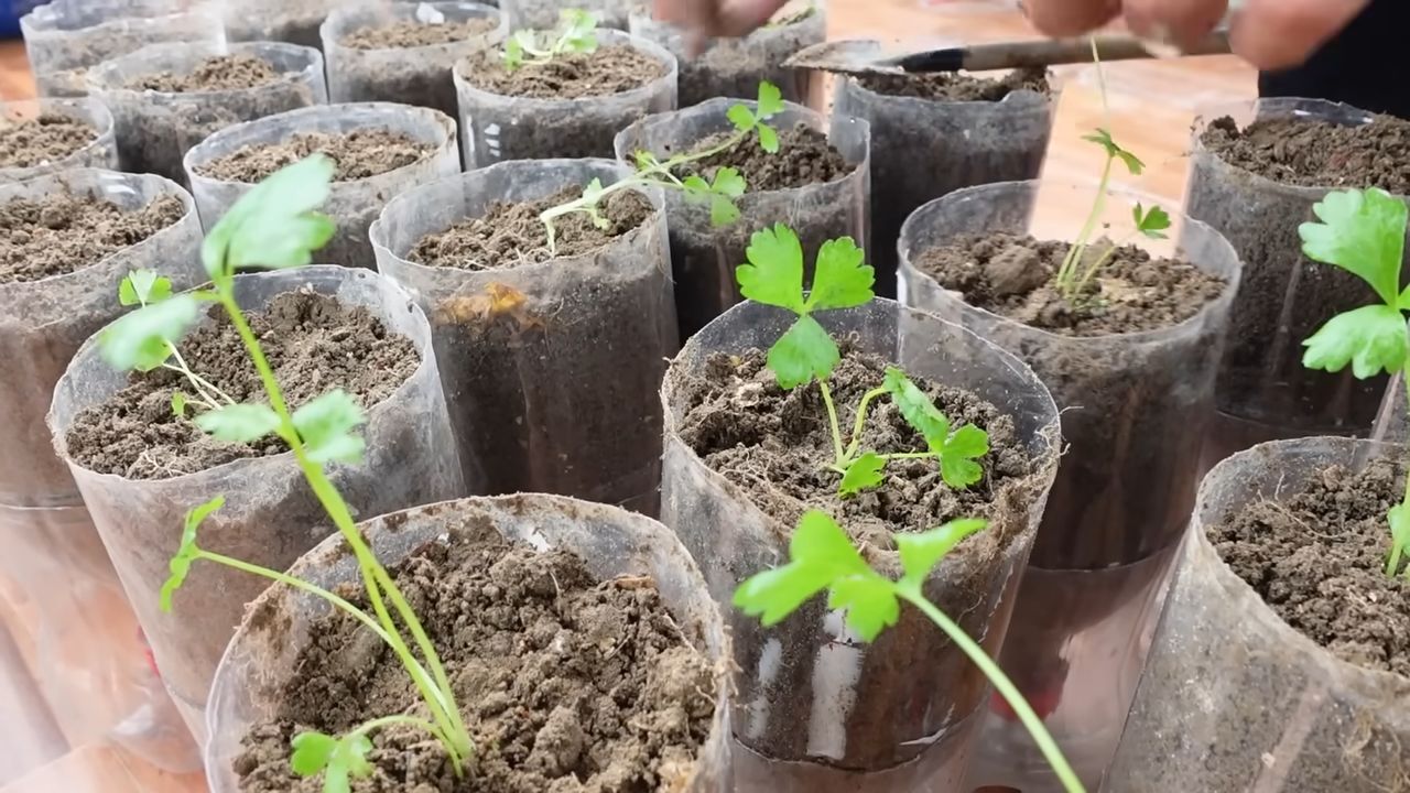 Growing Celery at Home
