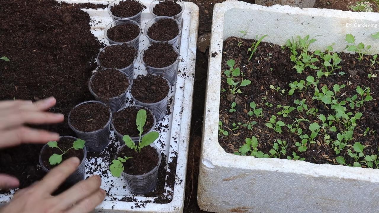 Grow Kale at Home