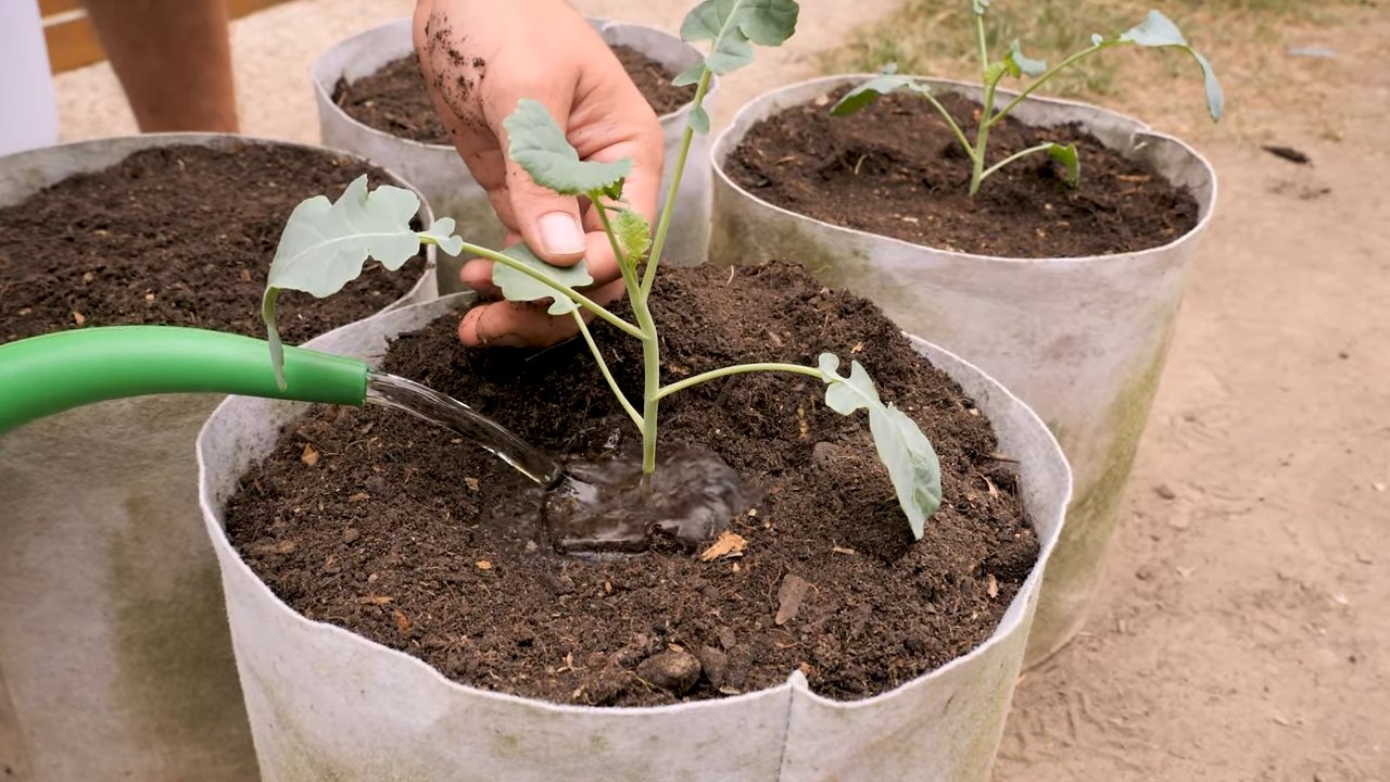 Grow Broccoli at Home