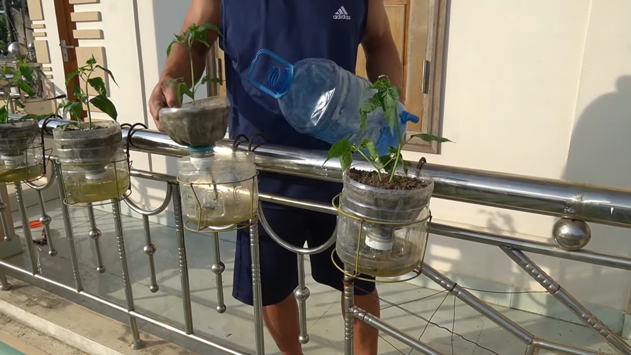 Growing chili peppers at home