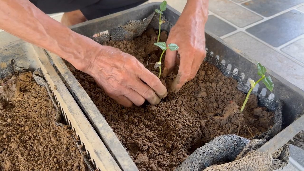 Cowpea garden easy care