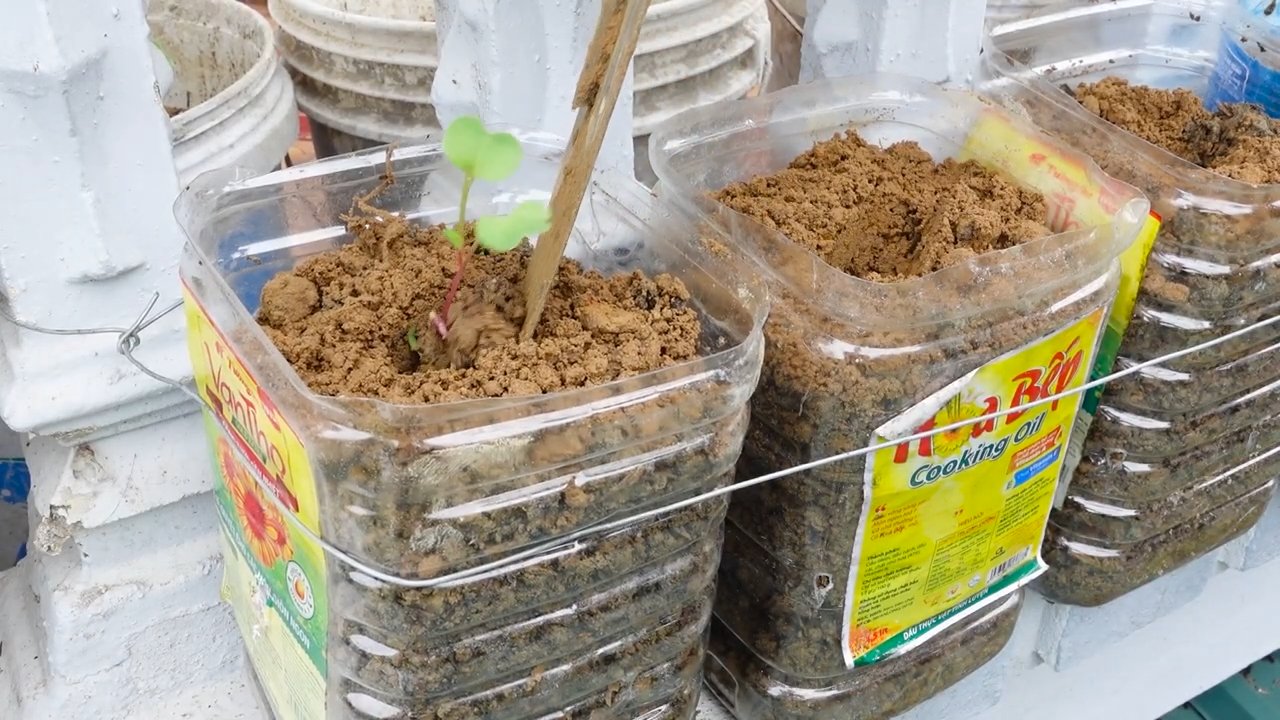 Growing beets at home