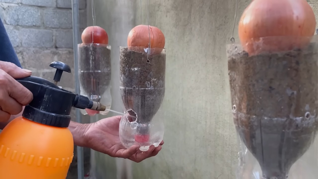 Growing onions in plastic bottles