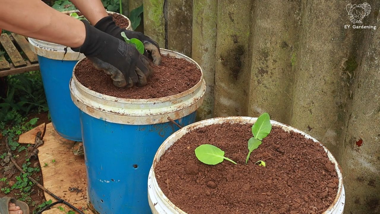 Grow Cauliflower and Broccoli