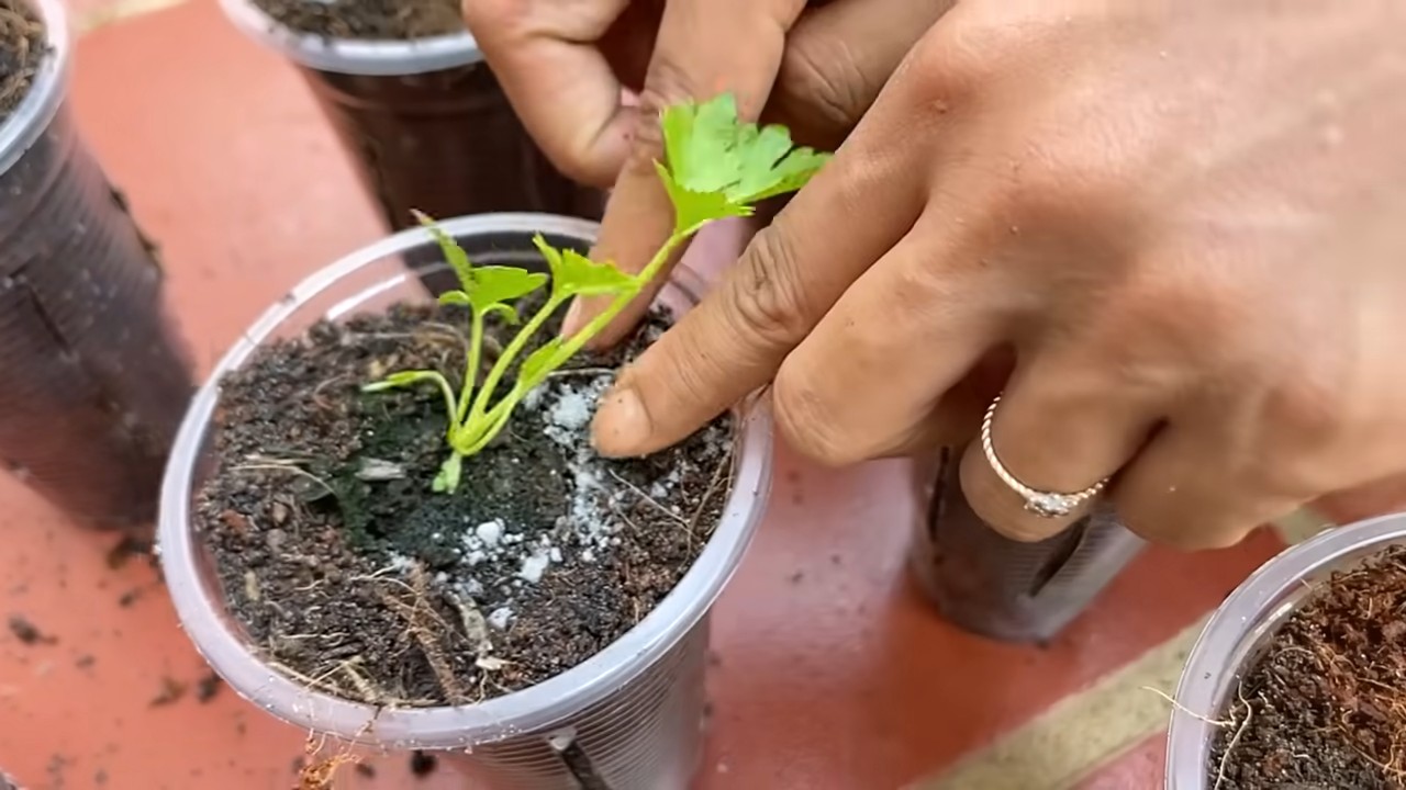 Waterless celery storage