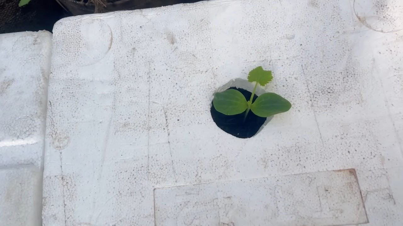 Zucchini Growing Secrets