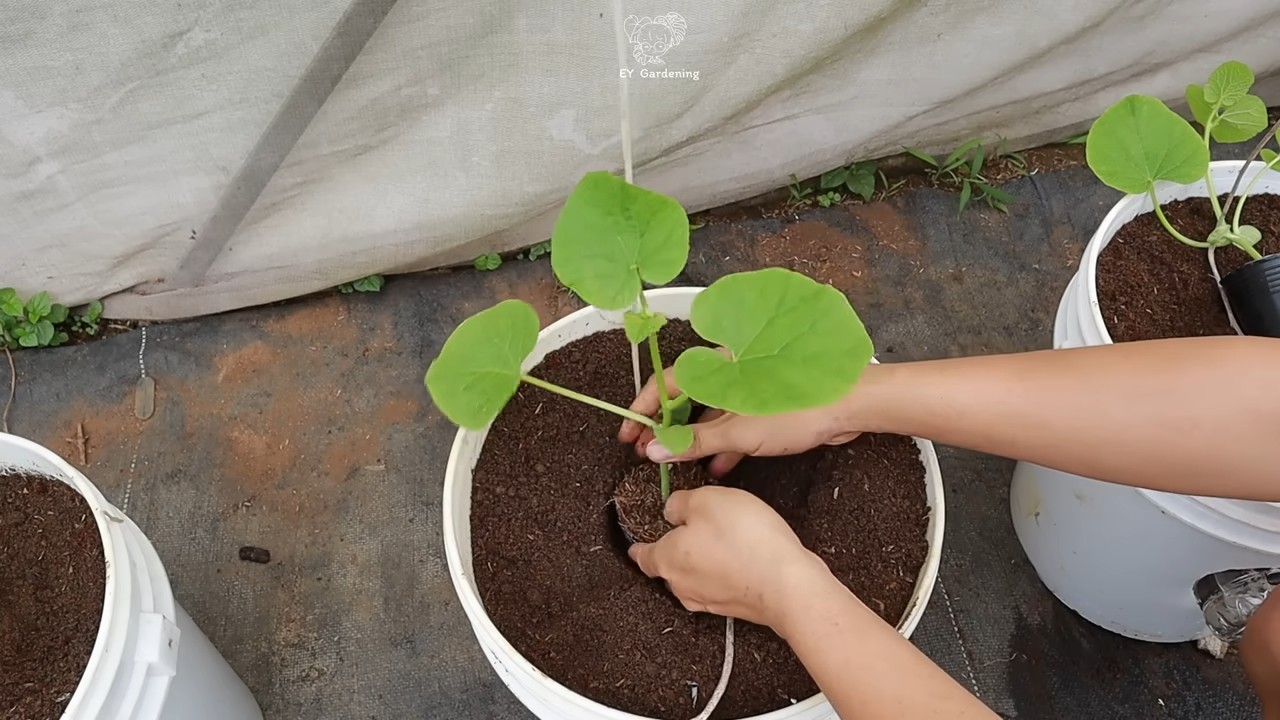 DIY Hanging Melon Garden
