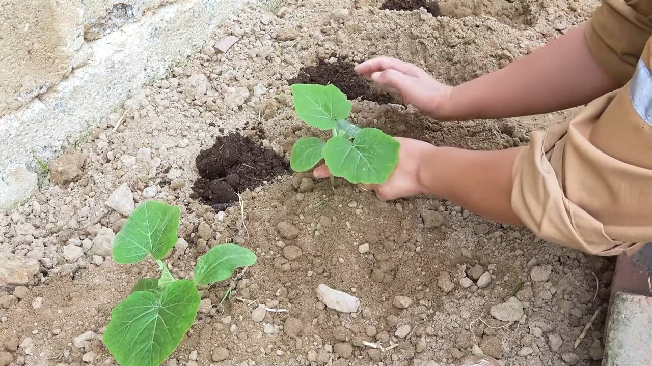 Bottle Gourd Gardening Guide