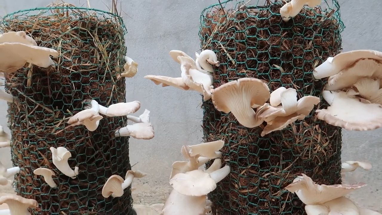 Easy mushroom growing
