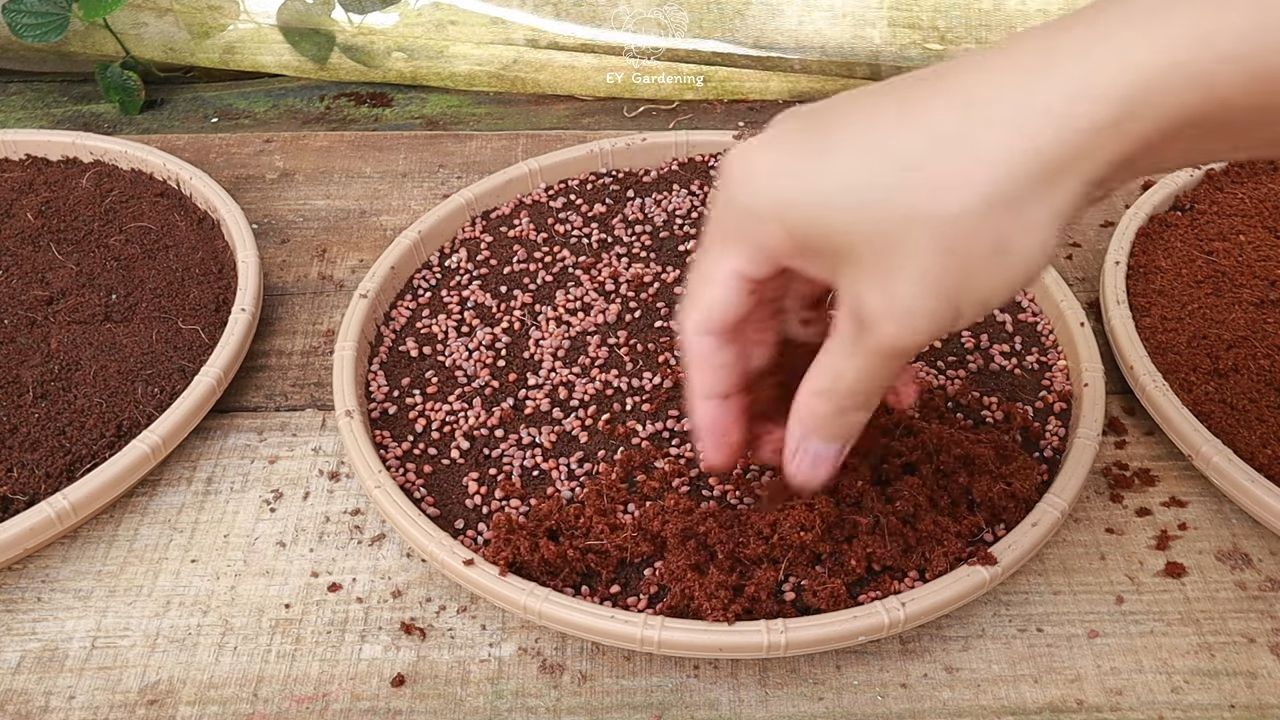 Easy Indoor Sprout Growing