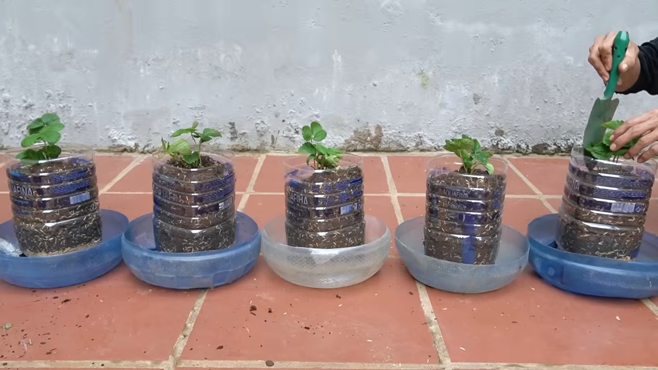 Strawberry Growing Tips