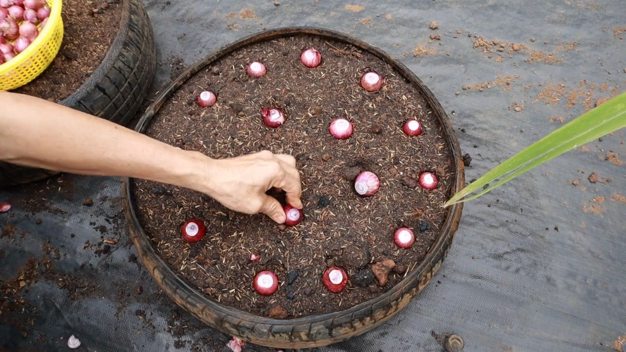 Growing Onions Successfully